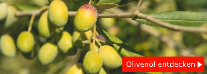 reife Oliven an einem italienischen Olivenbaum für Öl