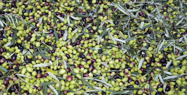 Antico Frantoio Muraglia Keramikflasche Arcobaleno Regenbogen Olio Extra Vergine di Oliva Fruttato Medio 500 ml