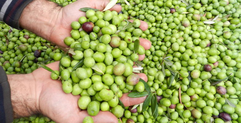 Quattrocciocchi Natives Olivenöl Extra Delicato BIO 500ml Quattrocciocchi Natives Olivenöl Extra Delicato BIO 500ml