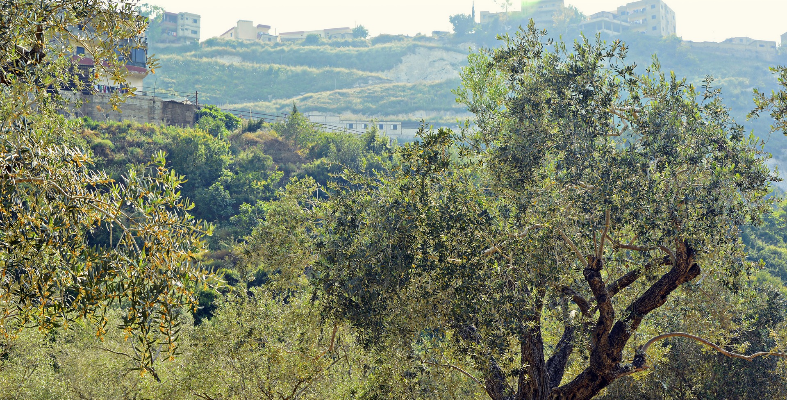 italienisches bio olivenöl