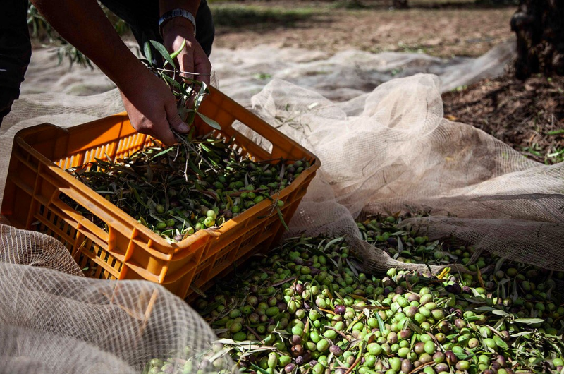Olivenernte in Sizilien von Hand