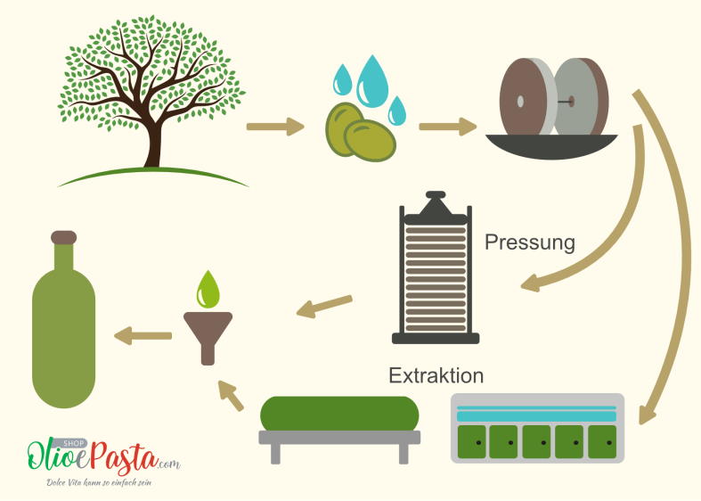 Infografik - die Schritte der Olivenöl-Herstellung von der Olivenernte bis zur Flasche.