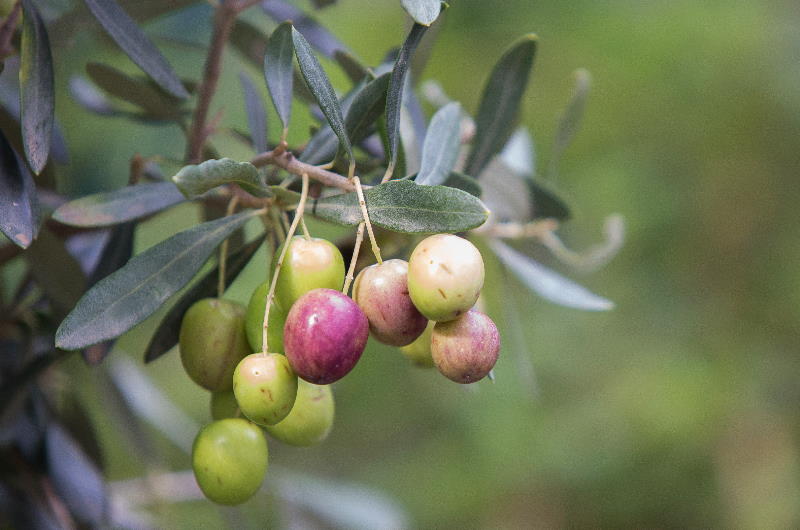 Olivenöl Herstellung