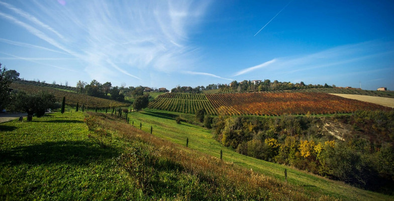 Acetaia Sereni Aceto Balsamico di Modena IGP Invecchiato Etichetta Arancione CILIEGIO Acetaia Sereni Aceto Balsamico di Modena IGP Invecchiato Etichetta Arancione CILIEGIO