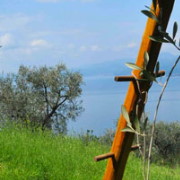 Frantoi Redoro Gardasee Olivengarten