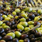 Redoro Oliven vor Pressung