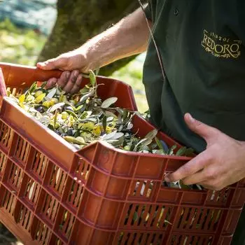 Redoro Olivenöl Selezione Oro Olio Extra Vergine di Oliva 500 ml Oliven werden gesammelt und in Kisten getragen