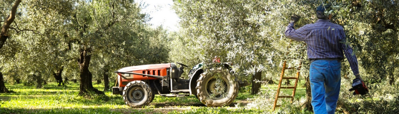 Frantoio Galantino Olio Extra Vergine di Oliva Affiorato Fruttato Leggero 0,5L Frantoio Galantino Olio Extra Vergine di Oliva Affiorato Fruttato Leggero 0,5L