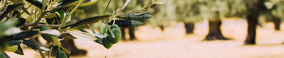 italienisches Olivenöl kaufen aus frischen Oliven