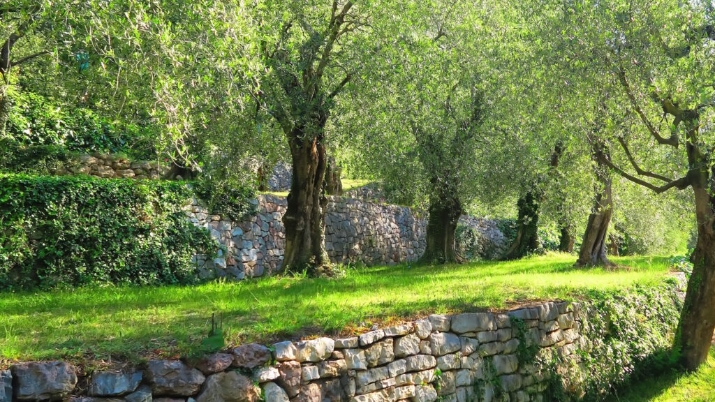 Olivenöl direkt vom Erzeuger am Gardasee - Top Adressen Olivenöl direkt vom Erzeuger am Gardasee Titelbild